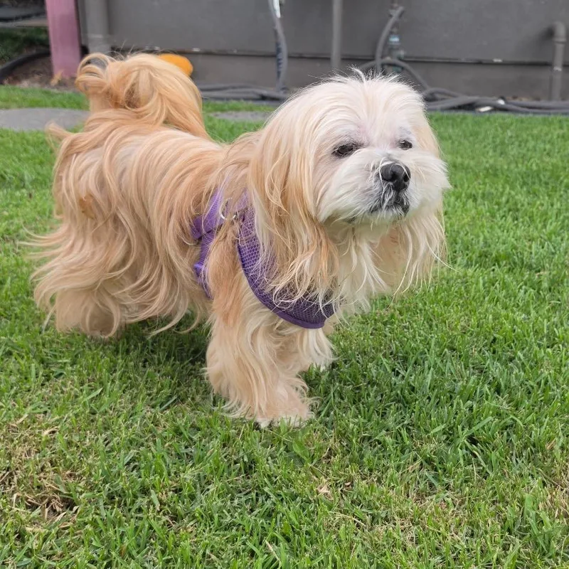 A senior small-sized male Yellow / Tan / Blond / Fawn Lhasa Apso dog named Toshi for adoption in Keaau, HI