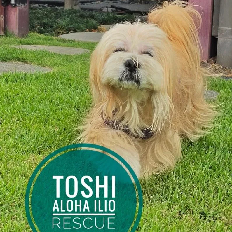 Toshi thumbnail 3