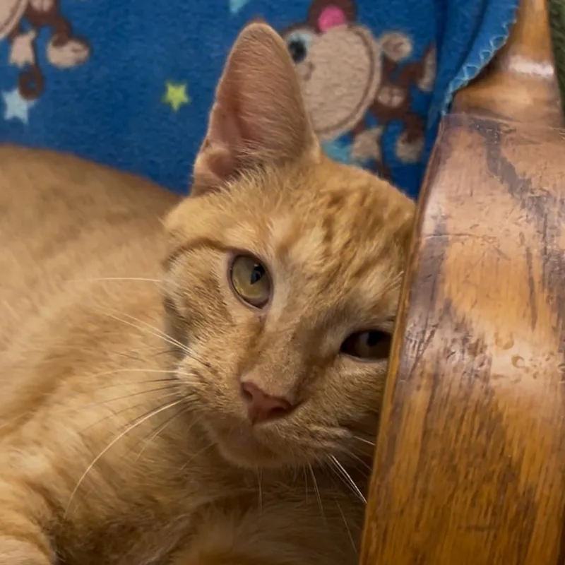 A young medium-sized male Domestic Short Hair cat named Felix for adoption in Solon, IA