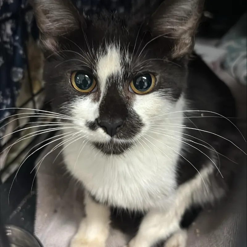 A baby small-sized female Black Domestic Short Hair cat named Bessie for adoption in Tacoma, WA