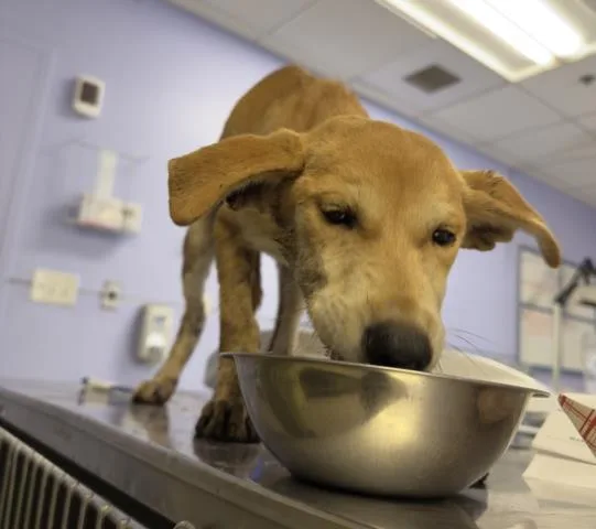 A baby small-sized female Shepherd dog named Sam for adoption in Riverside, CA