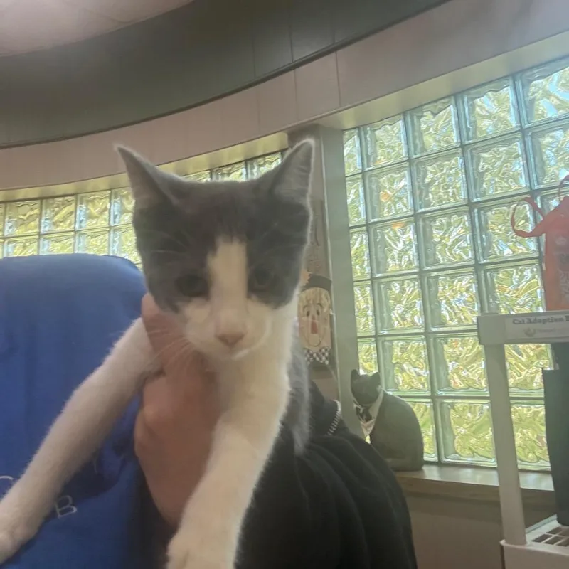 A baby small-sized female Domestic Short Hair cat named Lori for adoption in Utica, MI