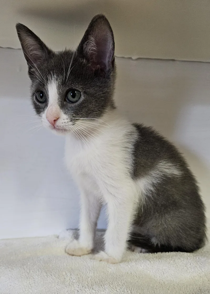 A baby small-sized female Gray & White Domestic Short Hair cat named Haru for adoption in Brockport, NY