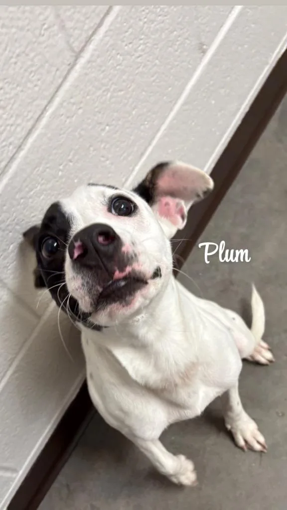 A baby medium-sized female Mixed Breed dog named Plum for adoption in Clarksville, TN