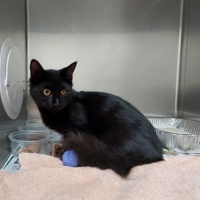 A baby small-sized female Domestic Short Hair cat named Sigurd for adoption in Milton, FL