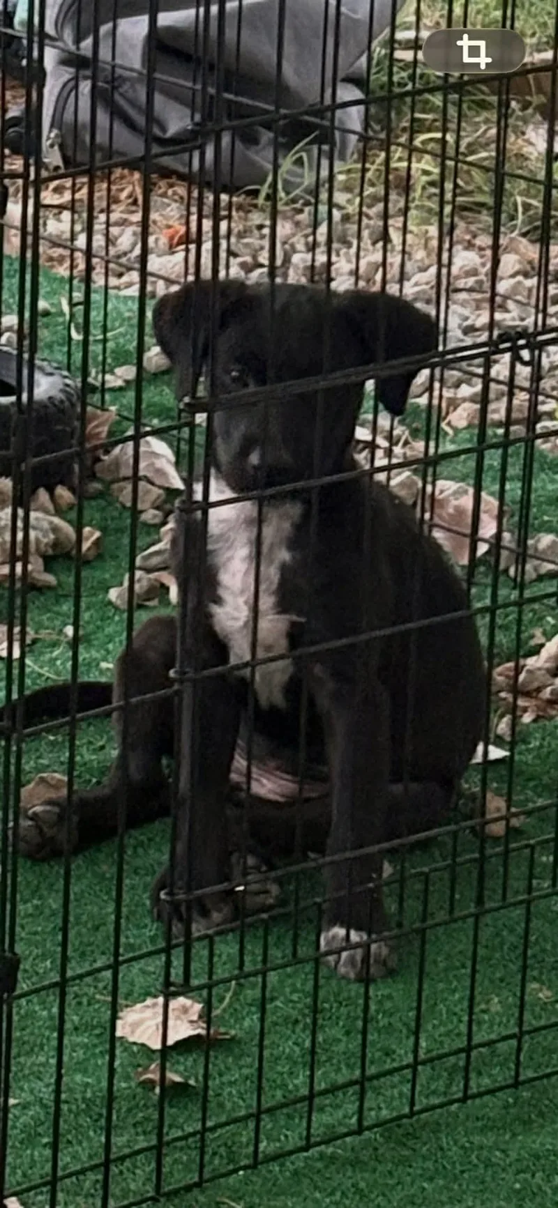 A baby medium-sized female Black Mixed Breed dog named Chance for adoption in Joshua, TX