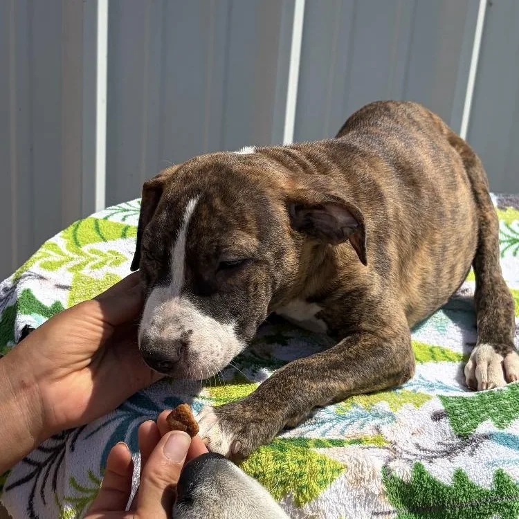 A baby medium-sized male Pit Bull Terrier dog named Woody for adoption in Paradise, TX