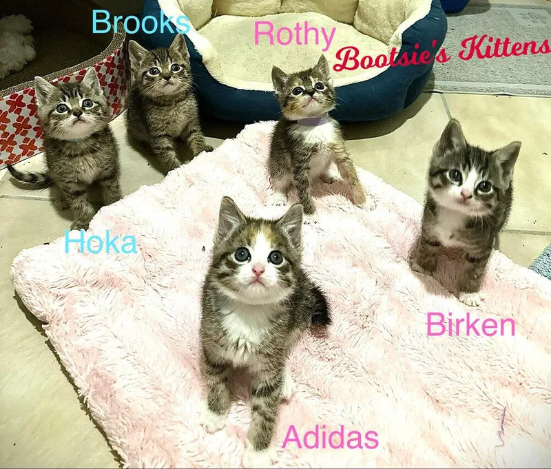 A baby small-sized male Domestic Short Hair cat named Brooks for adoption in Mooresville, NC
