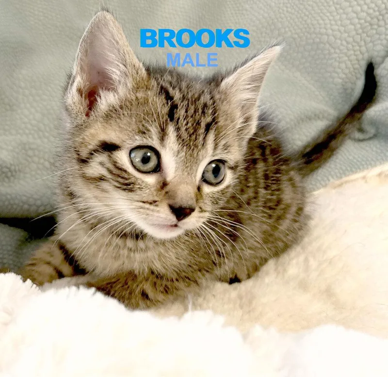 Brooks thumbnail 2
