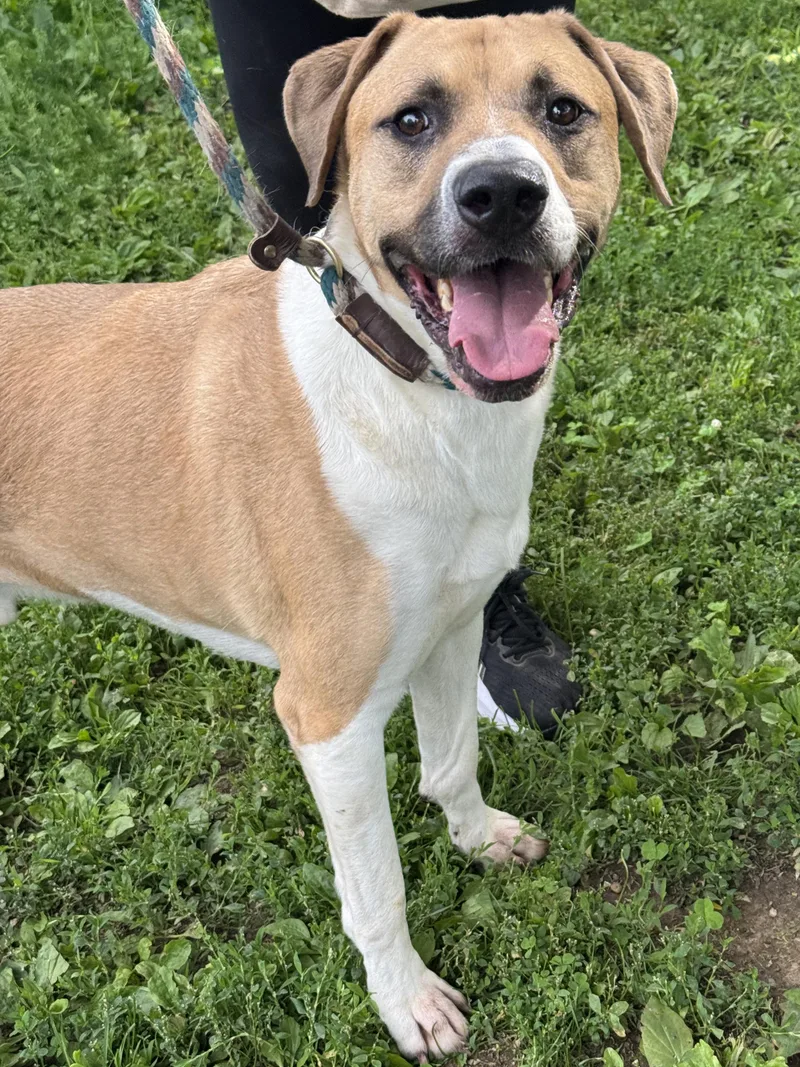 An adult large-sized male Yellow / Tan / Blond / Fawn Labrador Retriever dog named Palmer for adoption in Anderson, IN