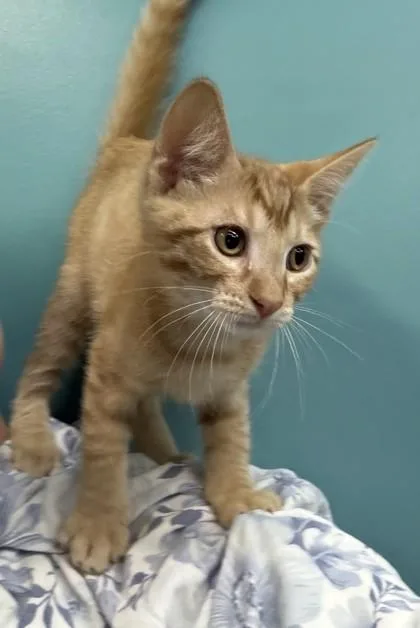 A baby small-sized male Domestic Short Hair cat named Prof. Utonium for adoption in New Orleans, LA