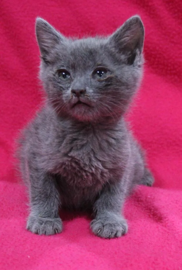 A baby medium-sized male Domestic Short Hair cat named Jordan for adoption in Vacaville, CA