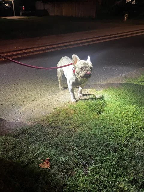 Enzo