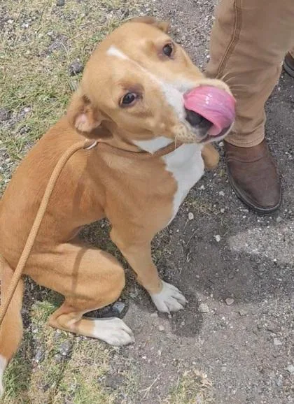 A young medium-sized female Mixed Breed dog named Trinity for adoption in Port Saint Joe, FL