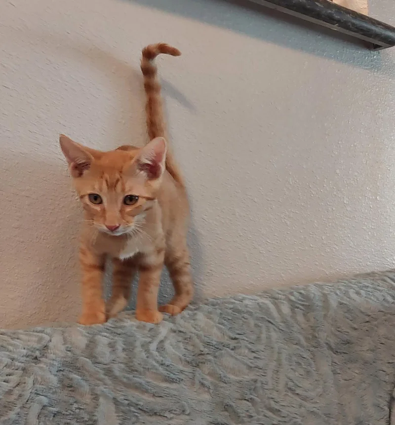 A baby medium-sized male Tabby (Orange / Red) Tabby cat named Allen for adoption in San Antonio, TX