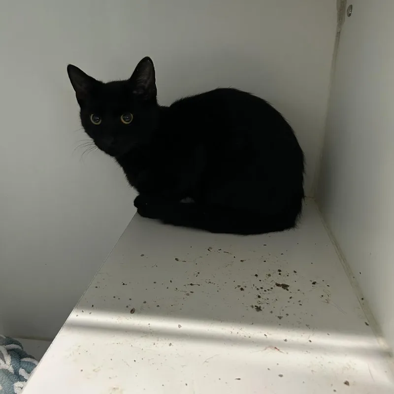 A young medium-sized male Black Domestic Short Hair cat named Fidget for adoption in Dearborn, MI