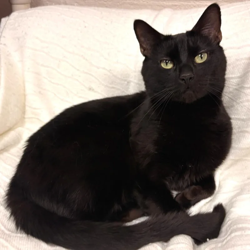 Professor Bun Bun thumbnail 2