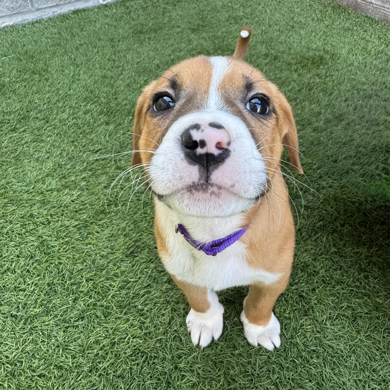 A baby large-sized female Mixed Breed dog named Saturn for adoption in Henderson, NV