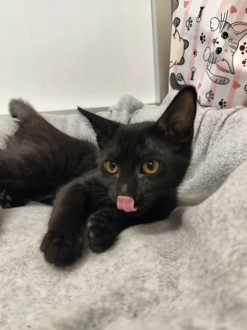 A baby small-sized female Black Domestic Short Hair cat named Cami for adoption in Parlier, CA