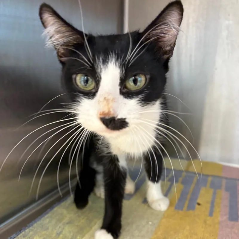 A young small-sized female Black Domestic Short Hair cat named Roxie for adoption in Englewood, FL
