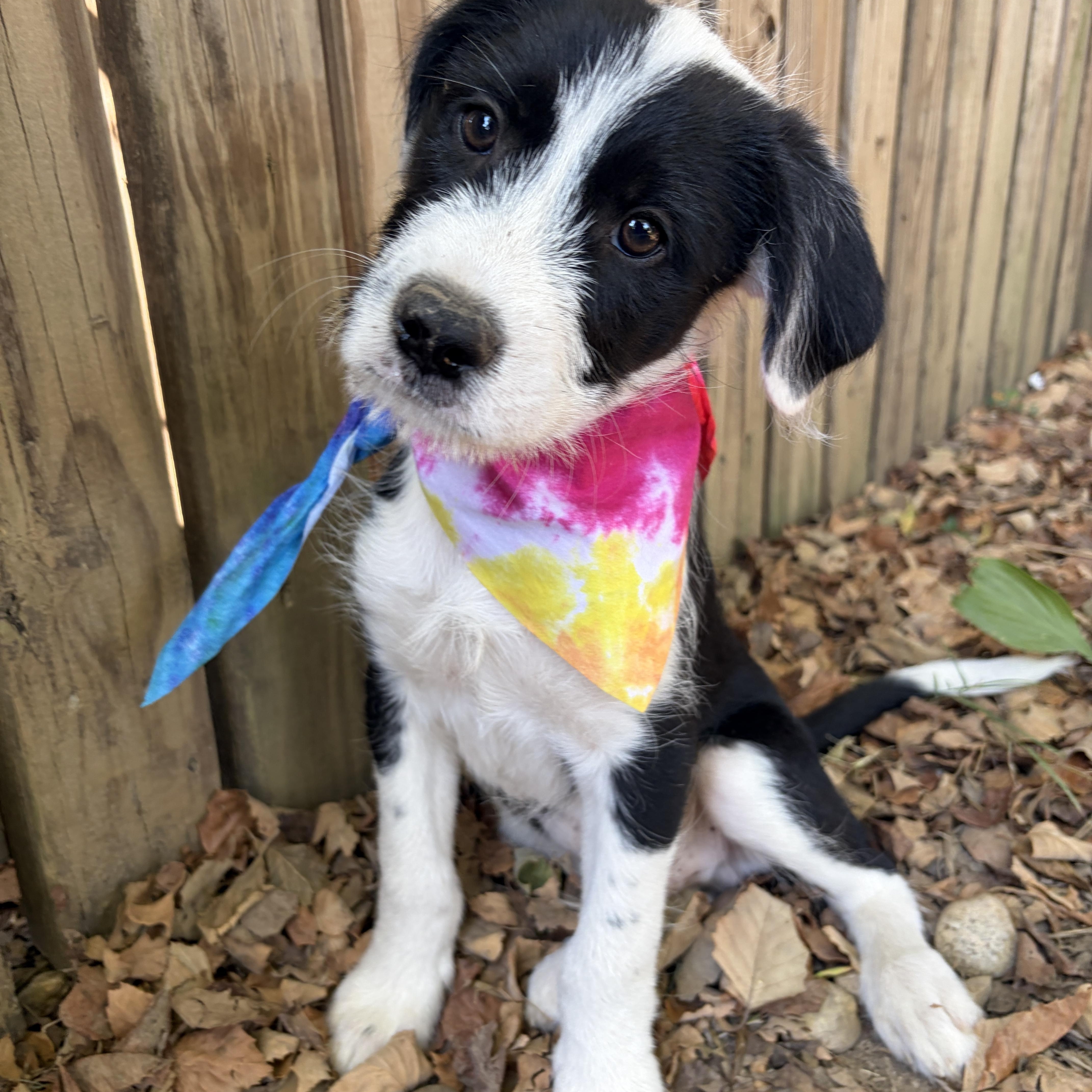 A baby medium-sized male German Wirehaired Pointer dog named Domino for adoption in Cordova, TN