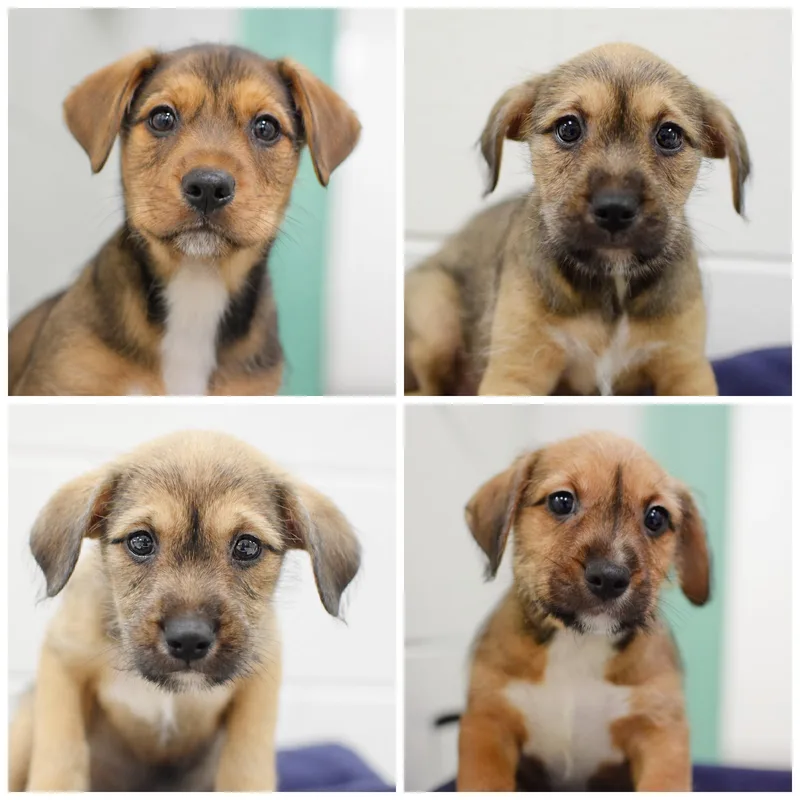 A baby medium-sized female Tricolor (Brown, Black, & White) Labrador Retriever dog named Hawaii's Puppies for adoption in Pontiac, MI