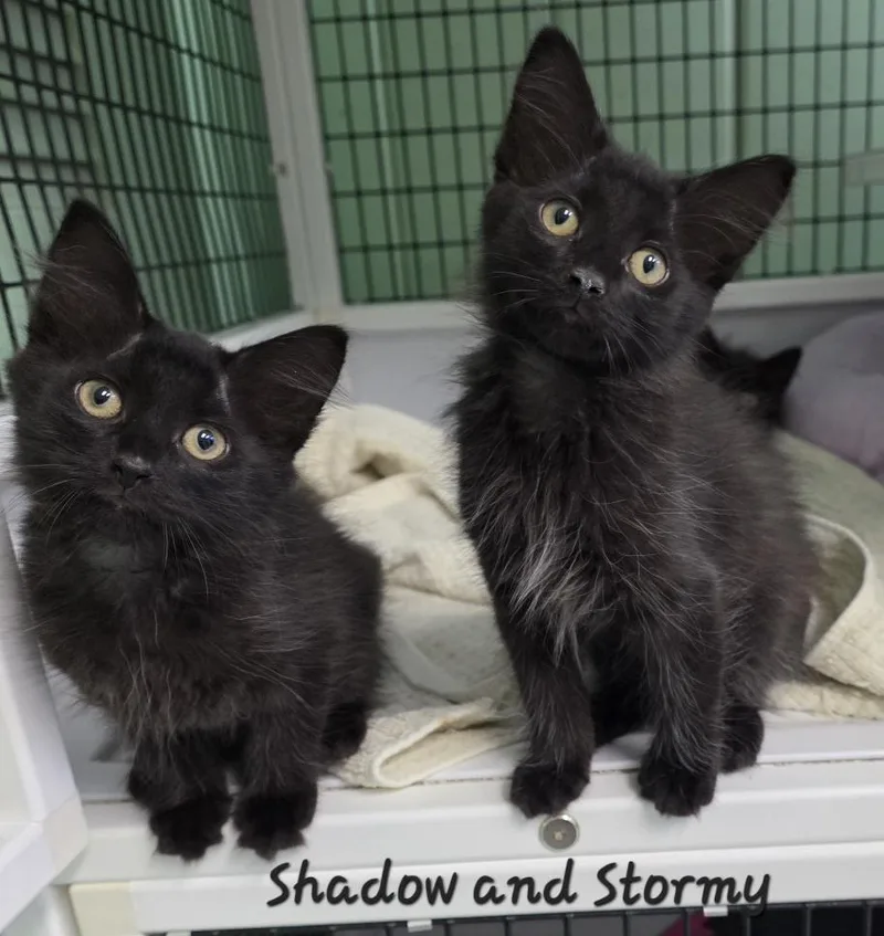 A baby medium-sized male Domestic Medium Hair cat named Shadow & Stormy for adoption in Key Largo, FL