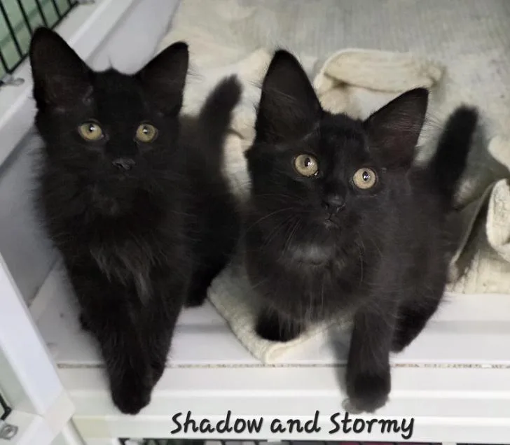 Shadow & Stormy thumbnail 2