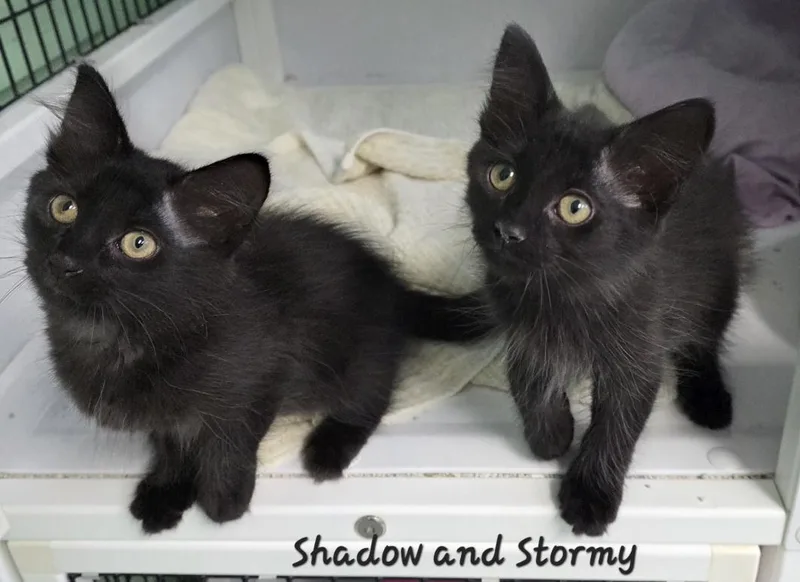 Shadow & Stormy thumbnail 3