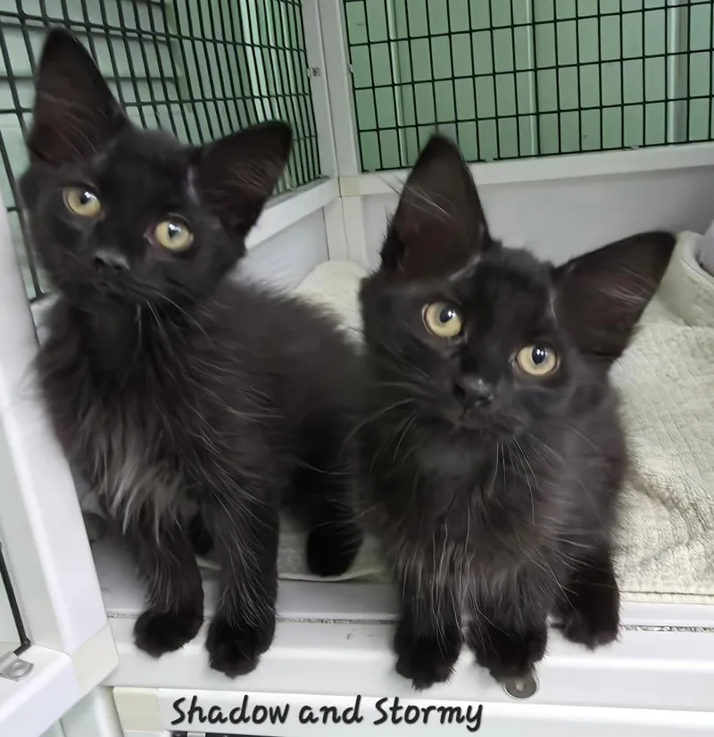 Shadow & Stormy thumbnail 4