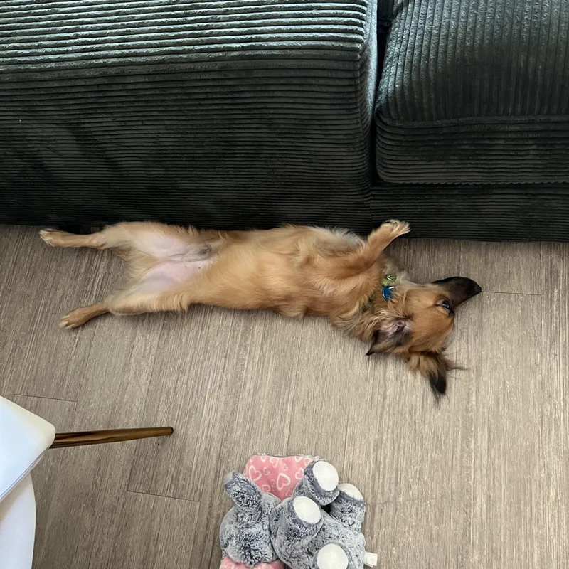A young small-sized male Spaniel dog named Rooney for adoption in Pasadena, CA