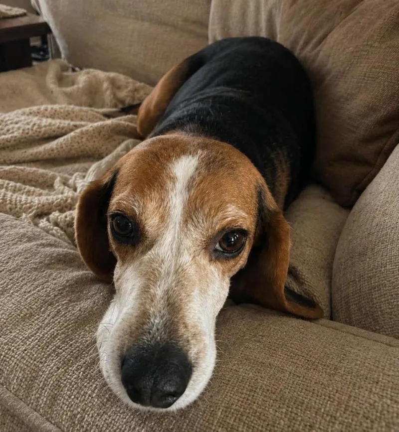 An adult medium-sized male Beagle dog named Scout for adoption in Long Island City, NY