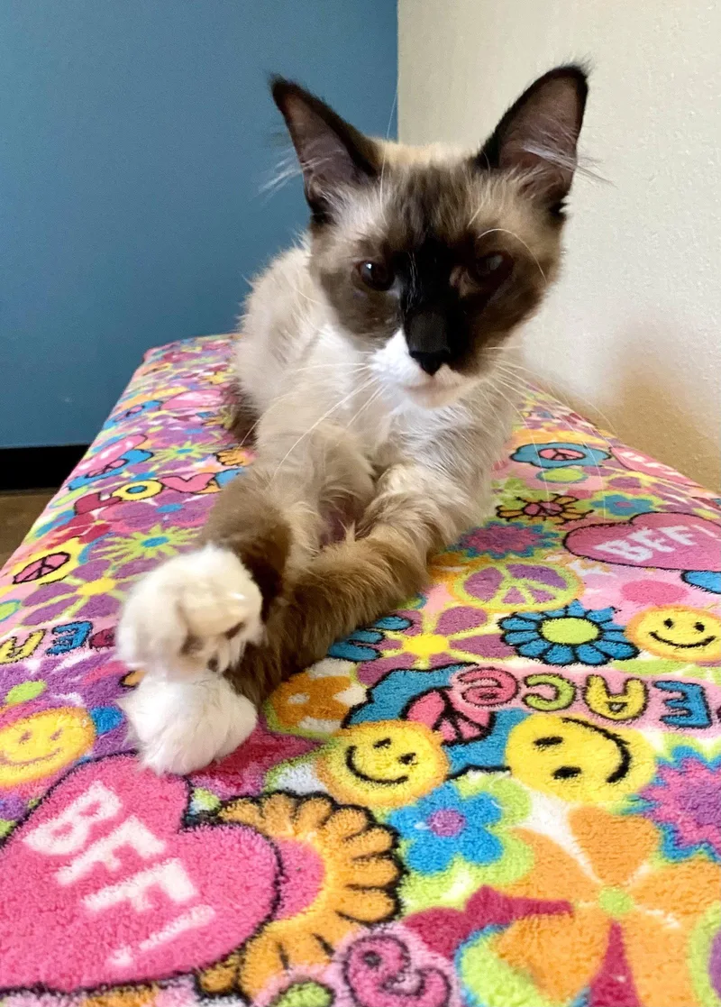 An adult medium-sized male Domestic Long Hair cat named Tips for adoption in Fargo, ND