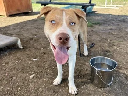 An adult large-sized male Apricot / Beige Mixed Breed dog named Luke for adoption in Georgetown, TX