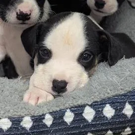 A baby small-sized male Black Mixed Breed dog named Snap for adoption in Bentonville, AR