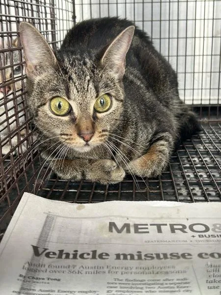 An adult small-sized female Domestic Short Hair cat named Eva for adoption in Austin, TX