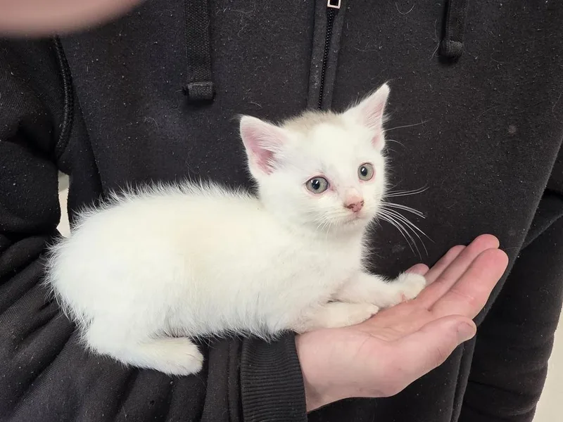 A baby small-sized male Domestic Short Hair cat named Hunter for adoption in Burnsville, NC