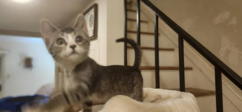 A baby small-sized female Domestic Short Hair cat named Smidgen for adoption in Henrico, VA