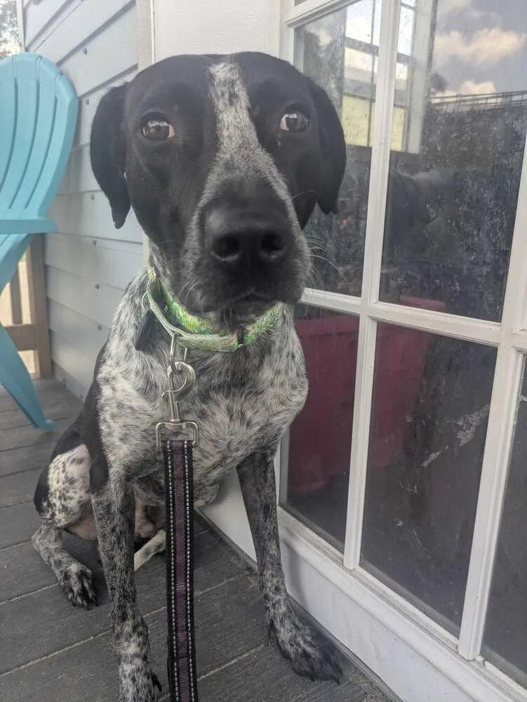 An adult medium-sized male Tricolor (Brown, Black, & White) German Shorthaired Pointer dog named Oreo for adoption in Lakeland, FL