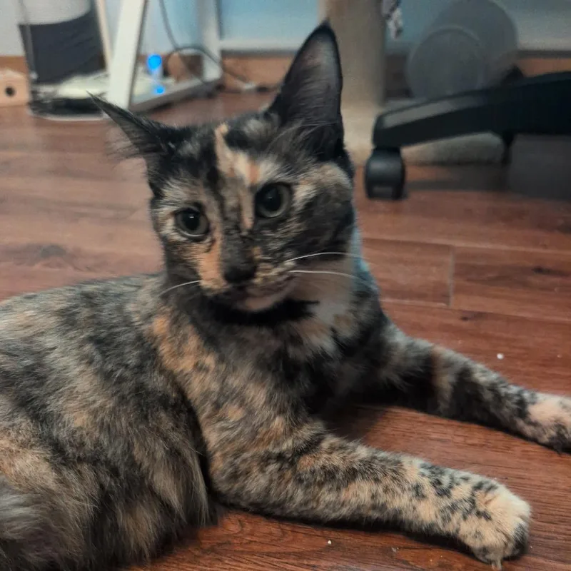 A young medium-sized female Calico Domestic Short Hair cat named Midge for adoption in Houston, TX