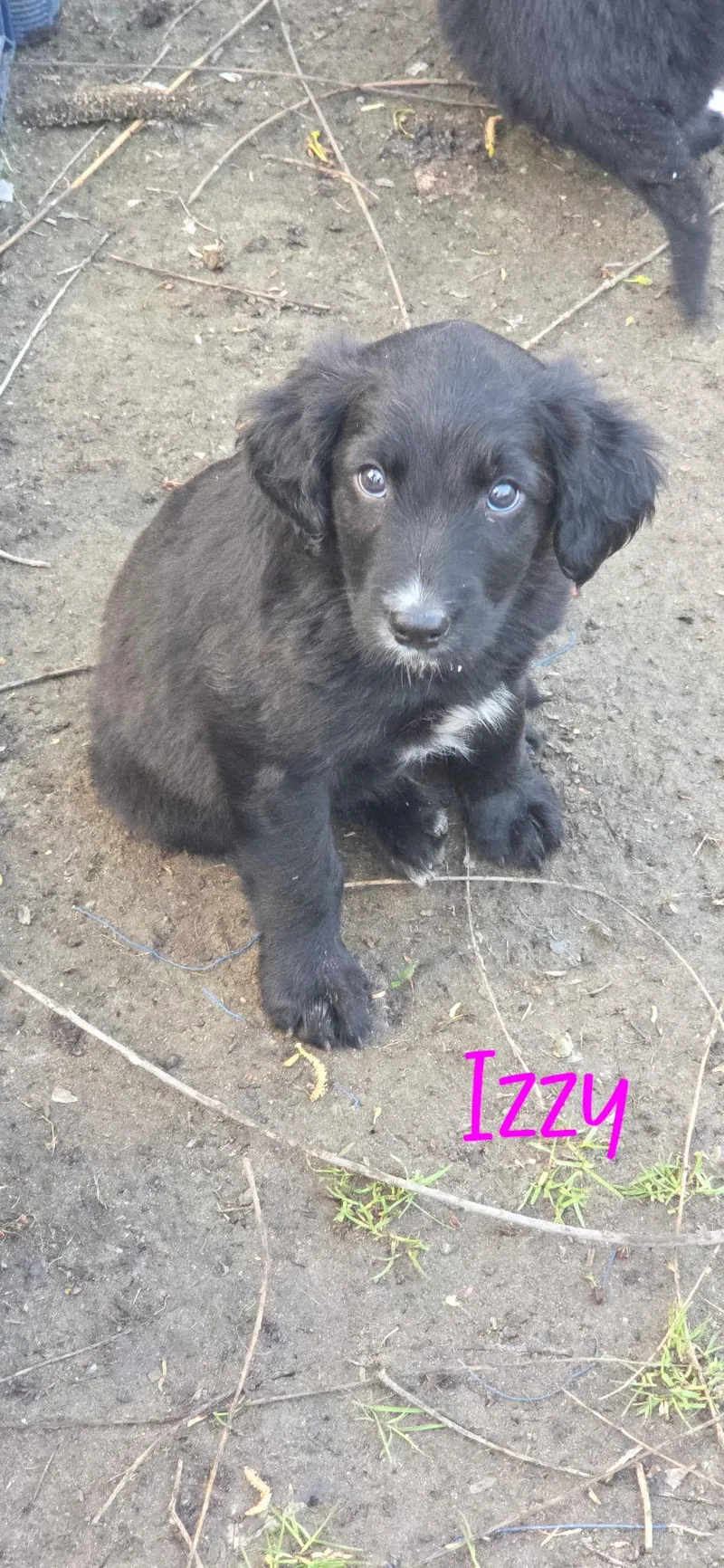 A baby medium-sized female Black Irish Setter dog named Izzy for adoption in Warren, MI