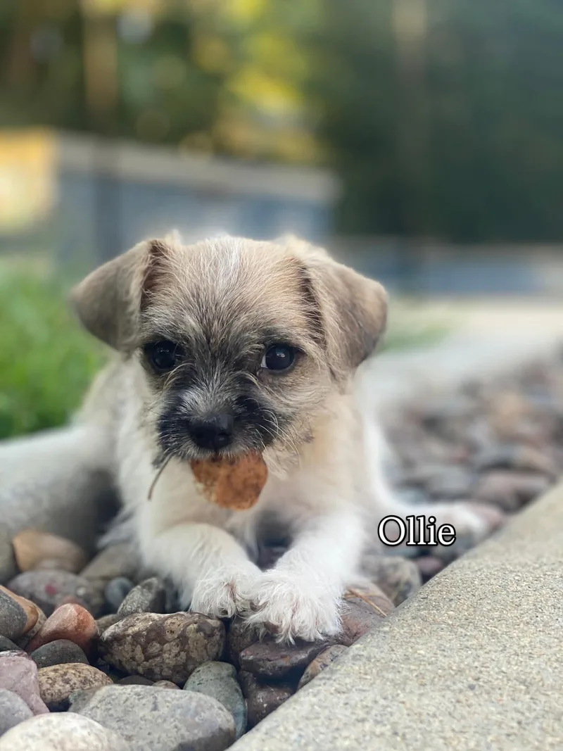 A baby small-sized male Shih poo dog named Ollie for adoption in Redlands , CA