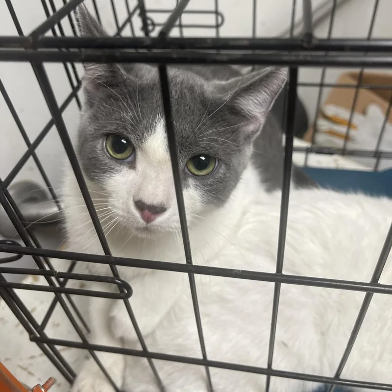 An adult large-sized male Gray / Blue / Silver Domestic Short Hair cat named Yoda for adoption in Philadelphia, PA