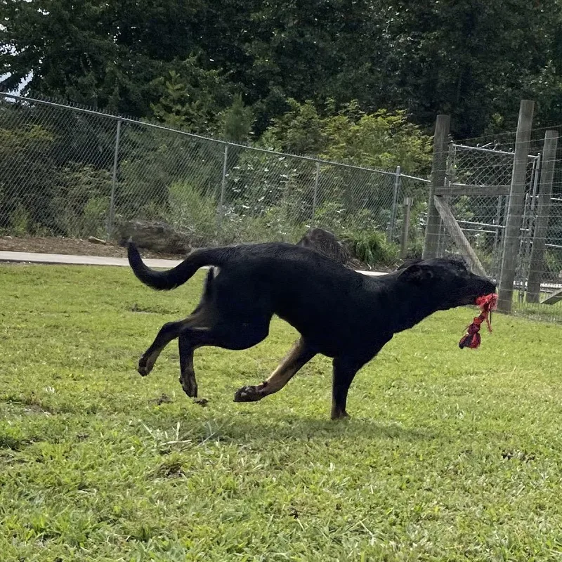 A young small-sized male Black Mixed Breed dog named Rambo for adoption in Blairsville, GA