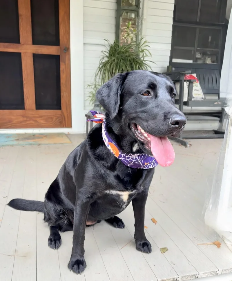 A young medium-sized female Black Labrador Retriever dog named Audrey for adoption in Willington, CT