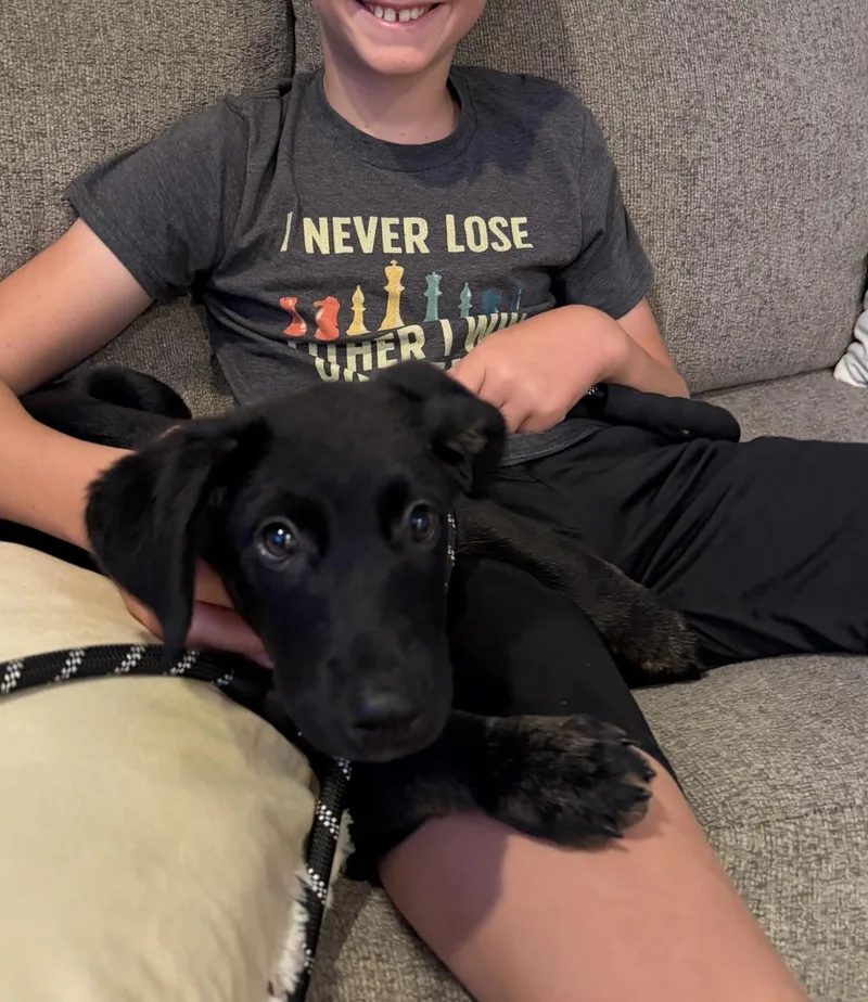 A baby medium-sized male Black Labrador Retriever dog named Teddy for adoption in oriskany, NY