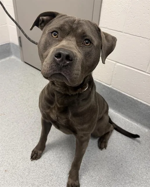 An adult large-sized male Pit Bull Terrier dog named Arnold for adoption in Indianapolis, IN
