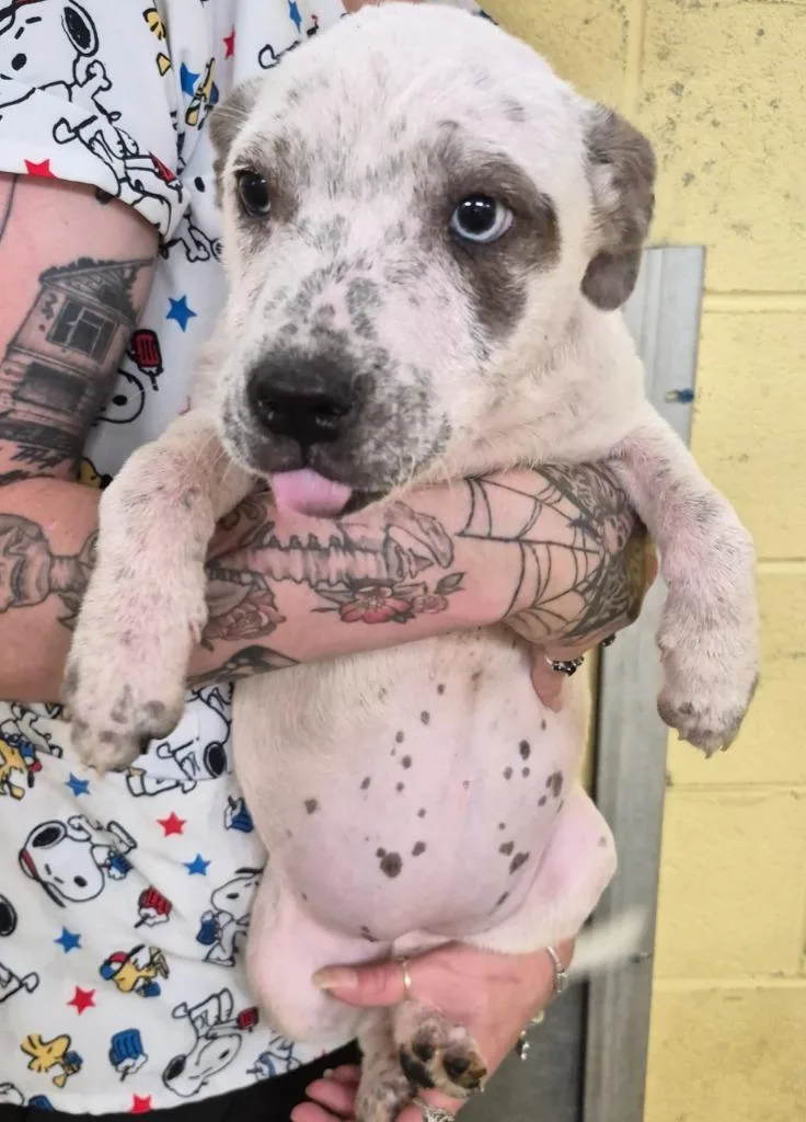A baby small-sized female Cattle Dog dog named Blossom for adoption in Crossville, TN