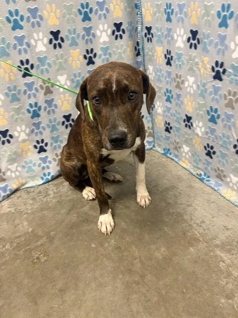 A young medium-sized female Pit Bull Terrier dog named Hazel for adoption in Rosenberg, TX