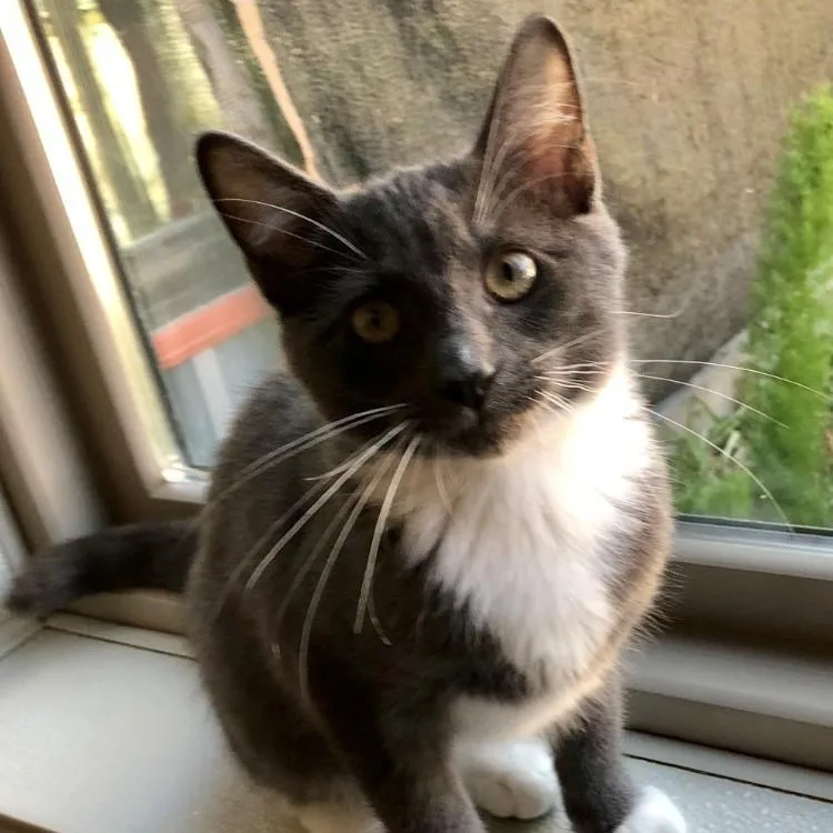 A baby large-sized male Domestic Short Hair cat named Tommy for adoption in Lodi, CA